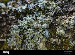 Attēlu rezultāti vaicājumam “Parmelia submontana”