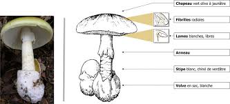 Attēlu rezultāti vaicājumam “Amanita phalloides”
