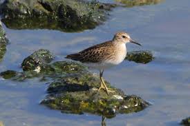 Image result for Calidris minutilla