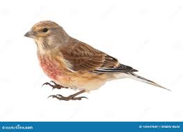 Attēlu rezultāti vaicājumam “Carduelis cannabina male”