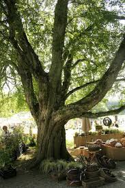 Attēlu rezultāti vaicājumam “Acer campestre”