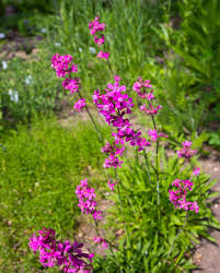 Attēlu rezultāti vaicājumam “Silene viscaria flower”