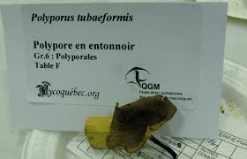 Attēlu rezultāti vaicājumam “Polyporus tubaeformis”