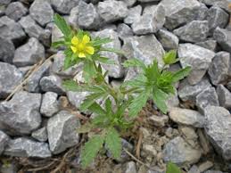 Attēlu rezultāti vaicājumam “Potentilla norvegica flower”