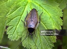 Attēlu rezultāti vaicājumam “Ectobius sylvestris”