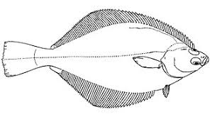 Image result for Parophrys vetulus