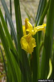 Attēlu rezultāti vaicājumam “Iris pseudacorus flower”