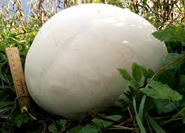 Attēlu rezultāti vaicājumam “Langermania gigantea”