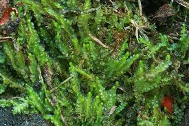 Attēlu rezultāti vaicājumam “Odontoschisma sphagni”