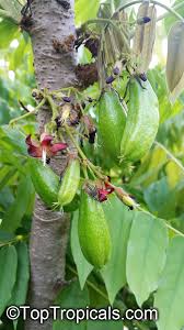 Attēlu rezultāti vaicājumam “Bilimbia tetramera”