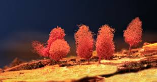 Attēlu rezultāti vaicājumam “Arcyria denudata stalked”