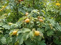 Attēlu rezultāti vaicājumam “Rosa villosa fruit”