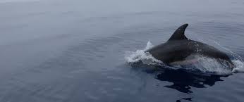 Image result for Chesham Sub Aqua