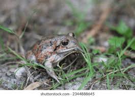 Attēlu rezultāti vaicājumam “Pelobates fuscus”