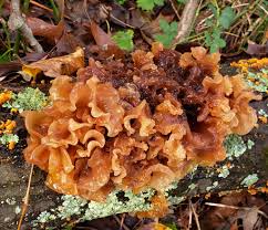 Attēlu rezultāti vaicājumam “Tremella ramalinae”