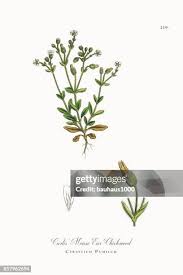 Attēlu rezultāti vaicājumam “Craterium aureonucleatum young”