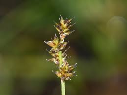 Attēlu rezultāti vaicājumam “Carex echinata”