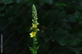 Image result for Königskerzen