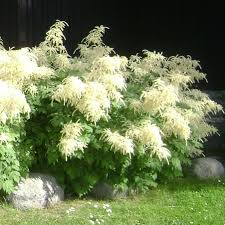 Image result for Aruncus dioicus