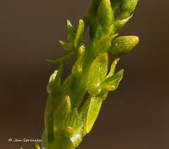 Attēlu rezultāti vaicājumam “Hammarbya paludosa”