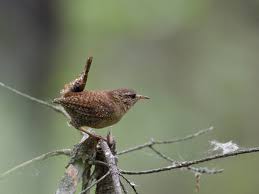 Attēlu rezultāti vaicājumam “Troglodytes troglodytes”