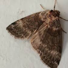 Attēlu rezultāti vaicājumam “Tetheella fluctuosa”