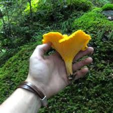 Attēlu rezultāti vaicājumam “Sclerophora coniophaea”