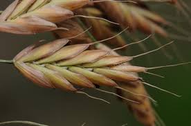 Attēlu rezultāti vaicājumam “Bromus secalinus”