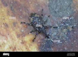 Attēlu rezultāti vaicājumam “Pissodes piniphilus”