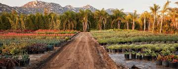 Attēlu rezultāti vaicājumam “Arenaria procera leaf”