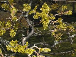 Attēlu rezultāti vaicājumam “Acer campestre flower”