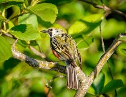 Image result for Dendroica pensylvanica