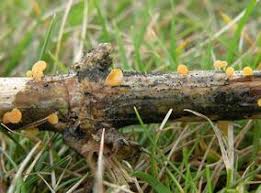 Attēlu rezultāti vaicājumam “Hymenoscyphus sp.”