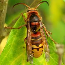 Attēlu rezultāti vaicājumam “Vespa crabro”