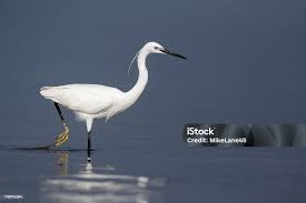 Image result for Egretta garzetta