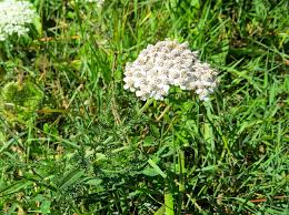 Attēlu rezultāti vaicājumam “Achillea millefolium”