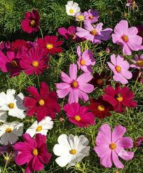 Image result for Cosmos bipinnatus