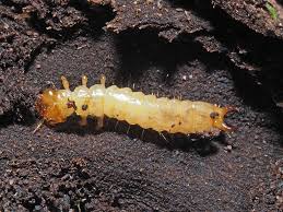 Attēlu rezultāti vaicājumam “Pyrochroidae larva”