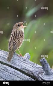 Image result for Locustella lanceolata