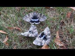 Attēlu rezultāti vaicājumam “Catocala fraxini”