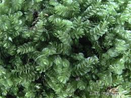 Attēlu rezultāti vaicājumam “Odontoschisma denudatum”