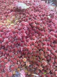 Attēlu rezultāti vaicājumam “Sphagnum capillifolium”
