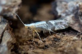 Attēlu rezultāti vaicājumam “Argyresthia spinosella”