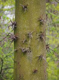 Attēlu rezultāti vaicājumam “Gleditsia triacanthos”