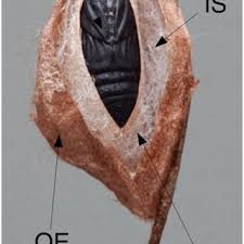 Attēlu rezultāti vaicājumam “Phylloneta cocoon”