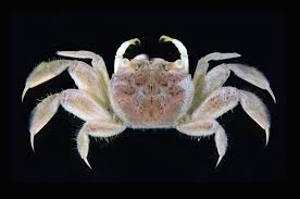 Attēlu rezultāti vaicājumam “Cribraria costata stalked”