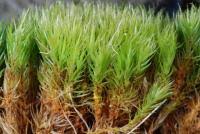 Attēlu rezultāti vaicājumam “Dicranum scoparium”