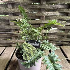 Attēlu rezultāti vaicājumam “Polypodium vulgare”