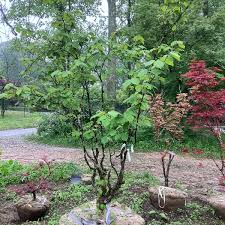 Attēlu rezultāti vaicājumam “Hamamelis”