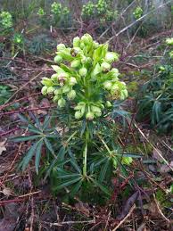 Image result for Helleborus foetidus